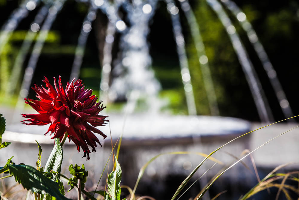 cg nature-67