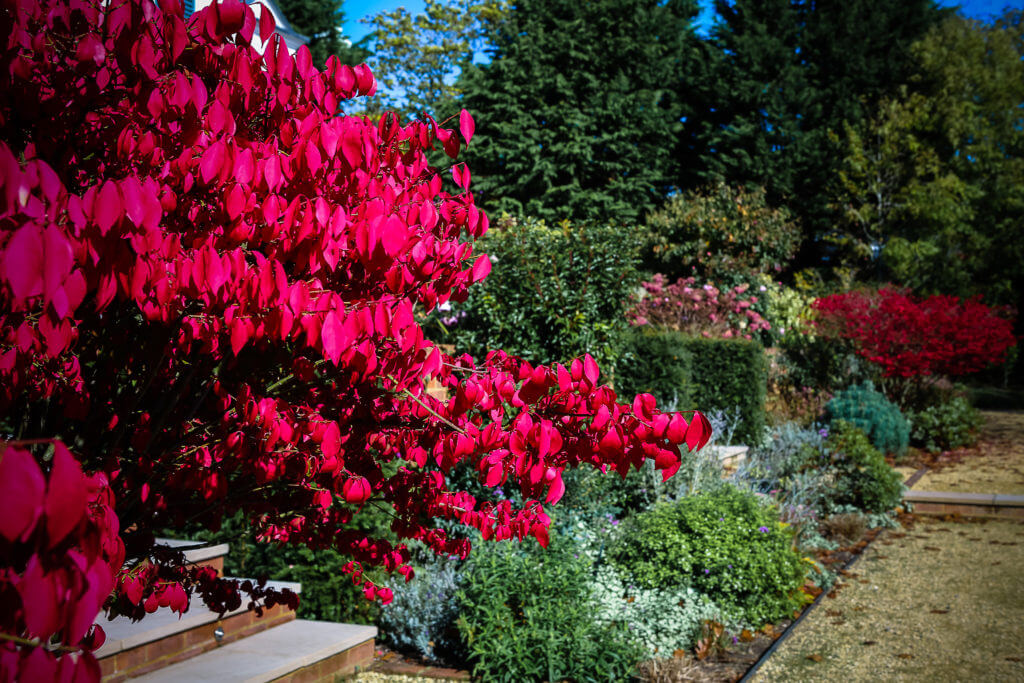 A photo of some red flowers