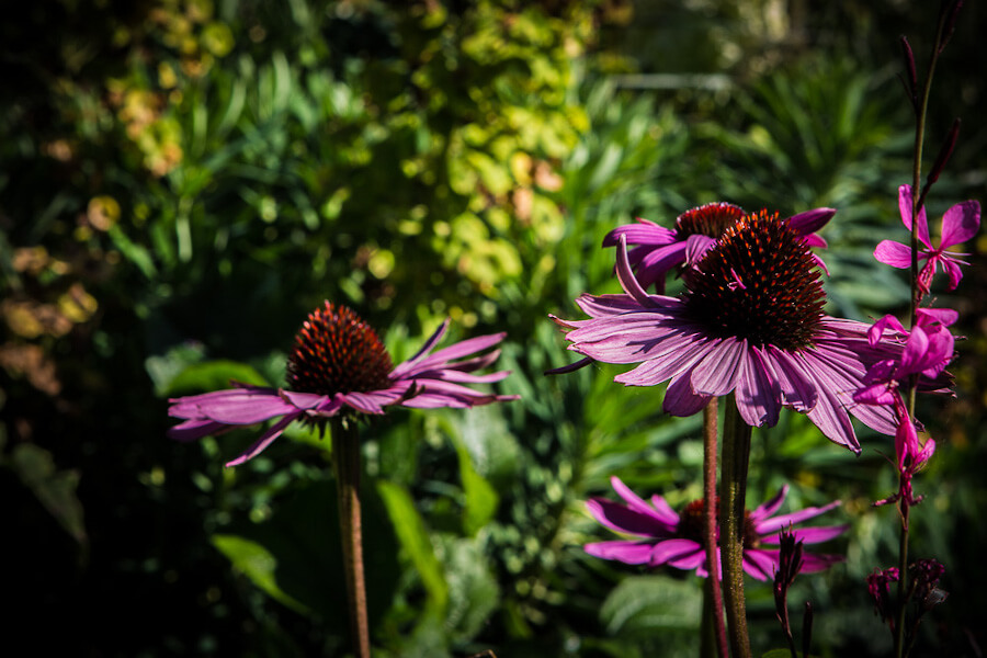deciding-the-best-plants-for-your-garden-01