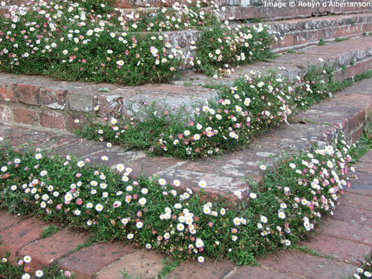 DSCF6327_Erigeron_karvinskianus_on_steps_lr13WM Erigeron growing in cracks in a garden