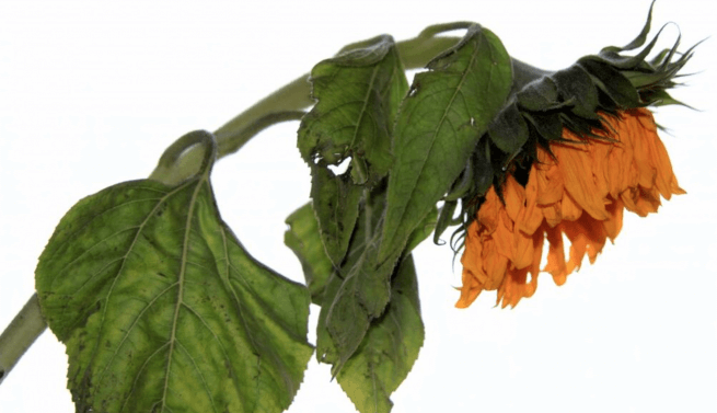 Overwatered-Wilting-Plant Overwatered Wilting Plant