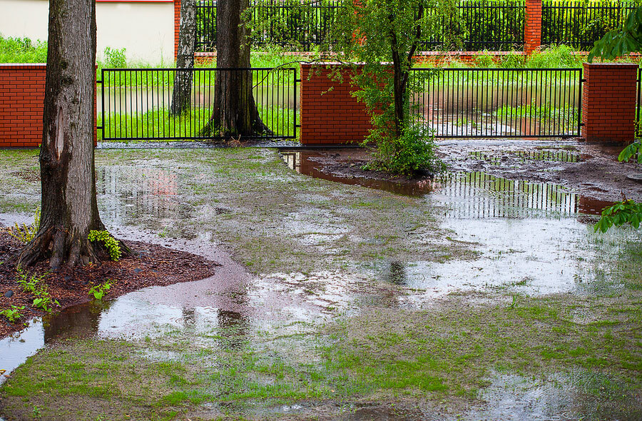 Waterlogged-Garden Waterlogged garden
