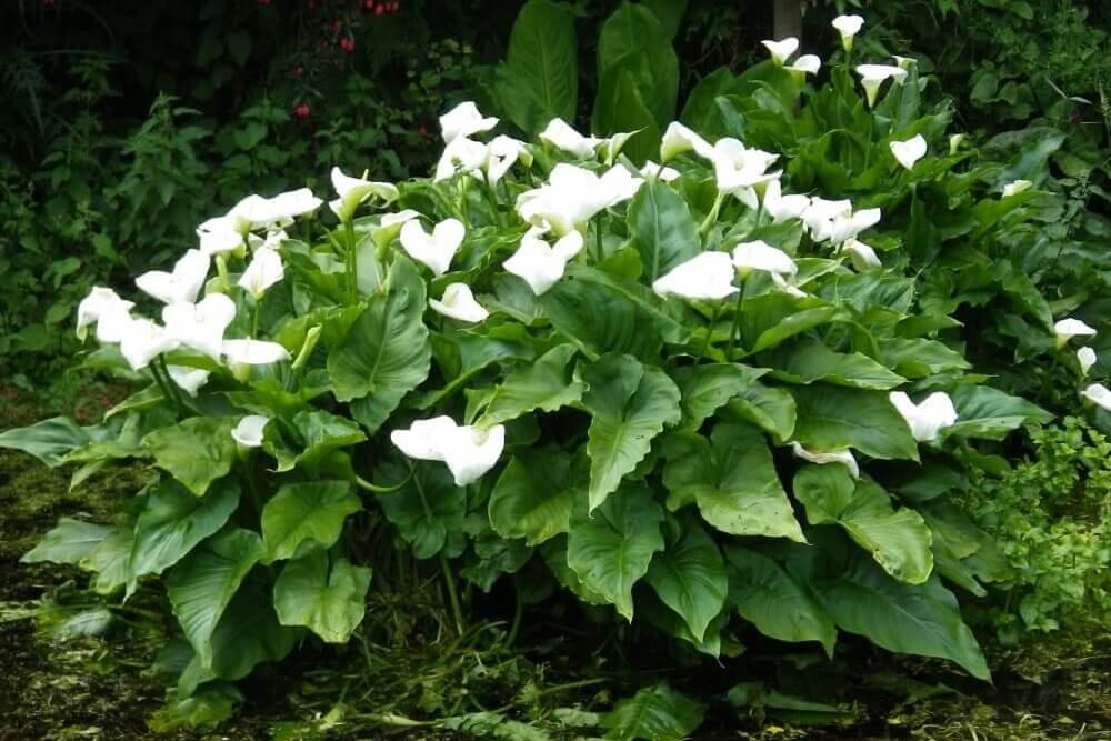 Zantedeschia-aethiopica Zantedeschia aethiopica likes waterlogged soil