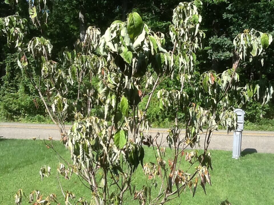 dogwood(1) Dogwood wilted in garden