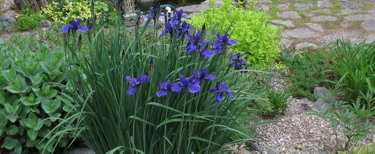 iris sibirica iris sibirica