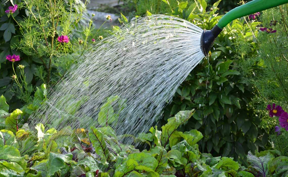 watering-plants-3 Watering plans ina garden