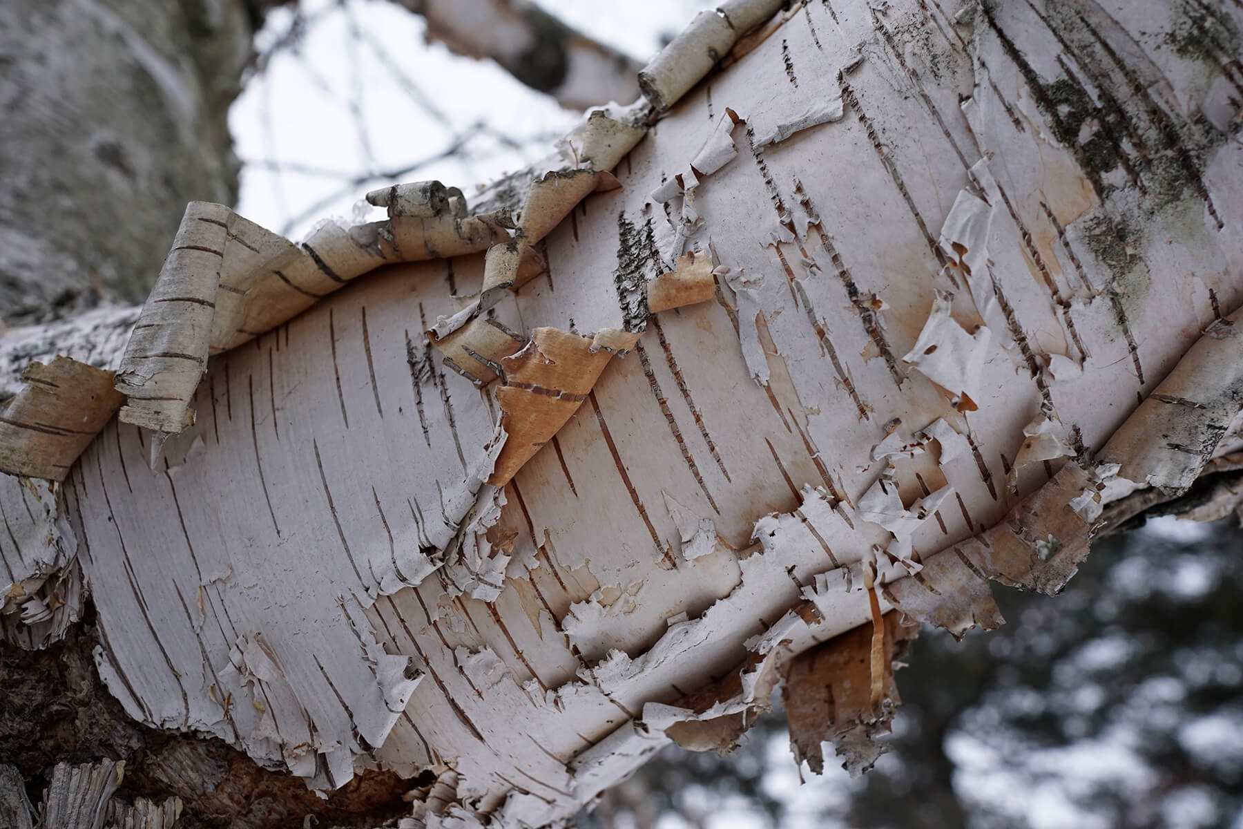 paper-birch-bark