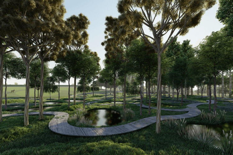 Curved wooden path going in between some trees and ponds ponds