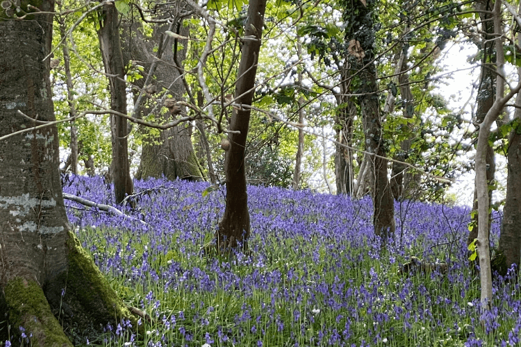 A stand of bluebells in a woodland