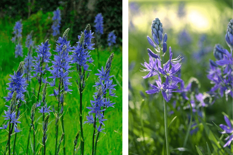 Camassia spring garden inspiration with wild garlic and bluebells