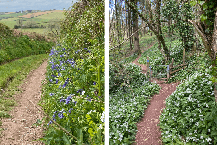 wild plants in hedgerows spring garden inspiration for hedgerows