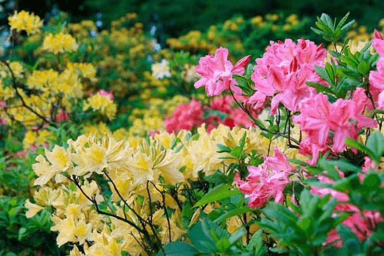 Azaleas spring garden inspiration with wild garlic and bluebells