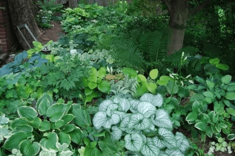 shade loving plants spring garden inspiration mown path through meadow