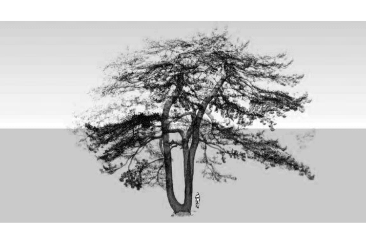 Black Pine Kew
