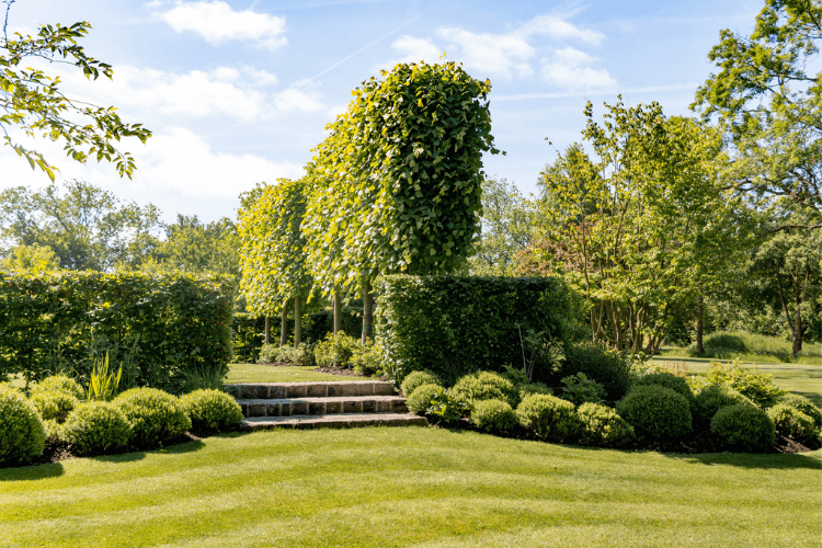 a stepped lawn with clipped hedges and trees