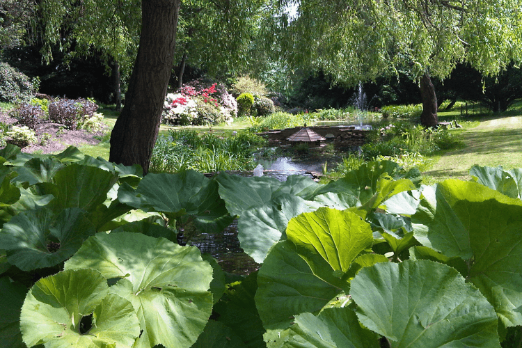 Broad leafed wetland plants shaded by a tree, with a natural looking pond and fountain in the background.
