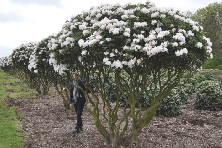 spring garden inspiration for hedgerows