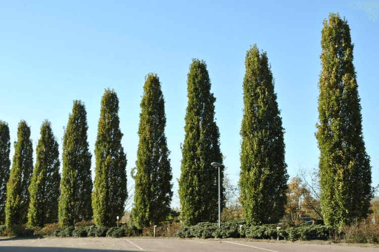 spring garden inspiration for hedgerows