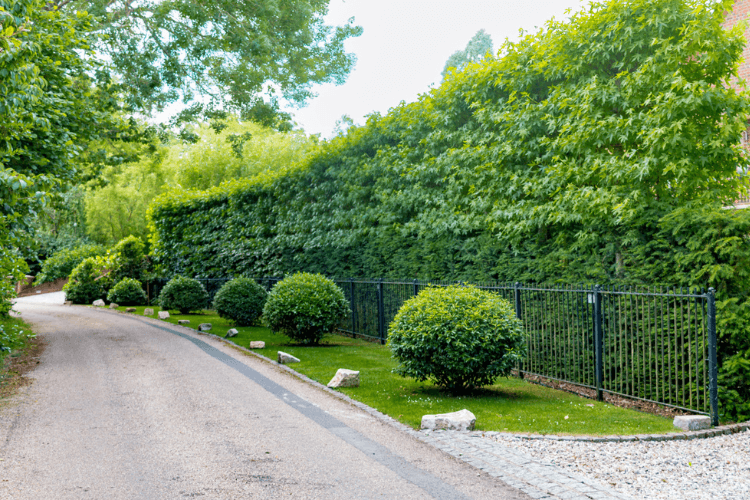 spring garden inspiration for hedgerows