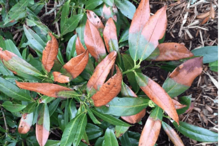 spring garden inspiration for hedgerows