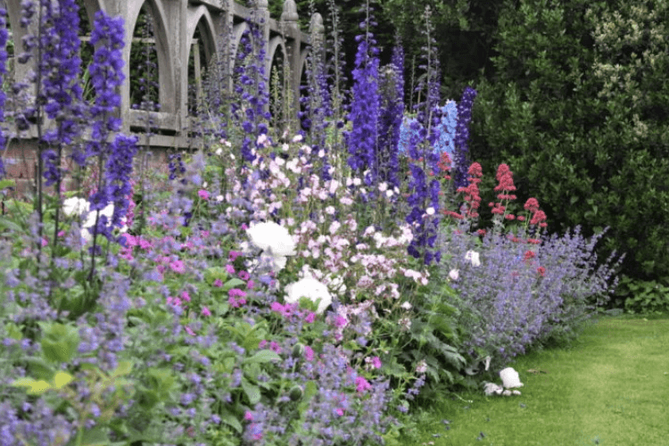 Delphinium