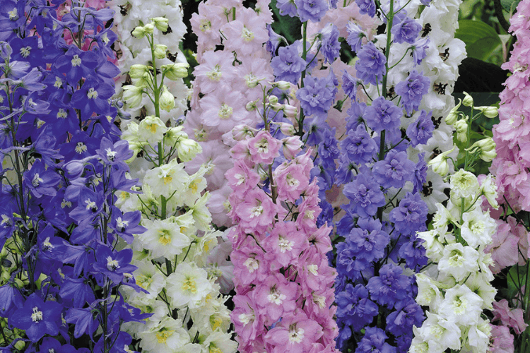 Untitled design (30) spring garden inspiration for hedgerows