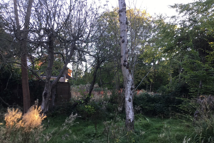 spring garden inspiration for hedgerows