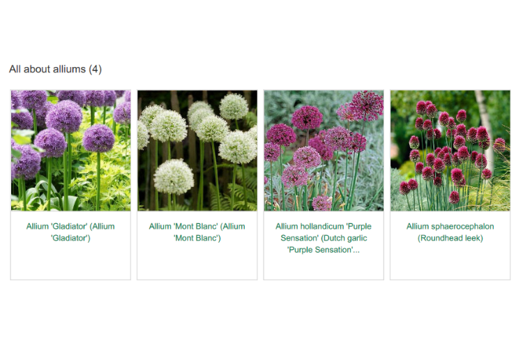 All about alliums spring garden inspiration for hedgerows