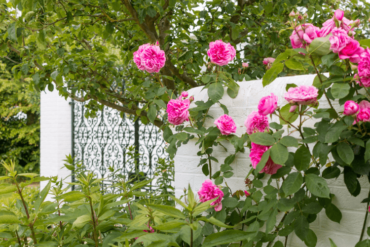 spring garden inspiration for hedgerows