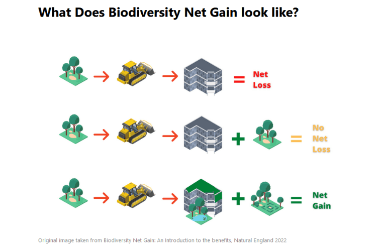 Biodiversity net gain process spring garden inspiration for hedgerows