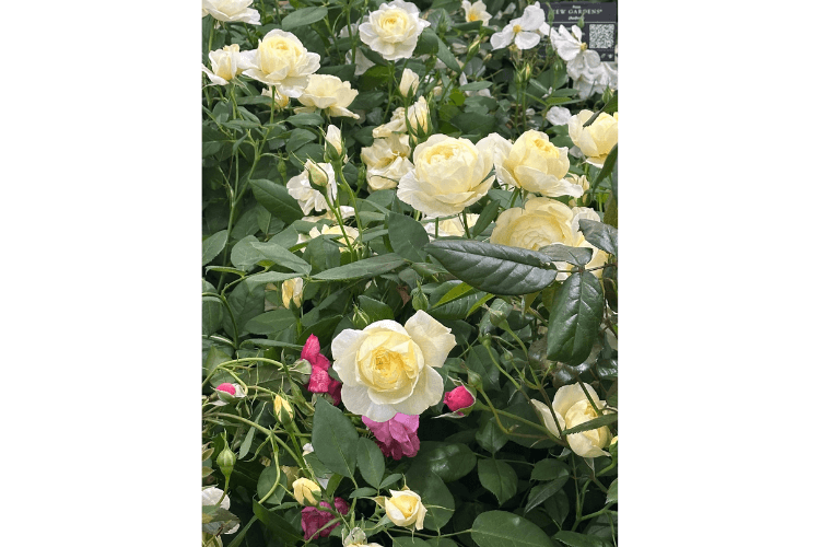 Vanessa Bell rose spring garden inspiration for hedgerows