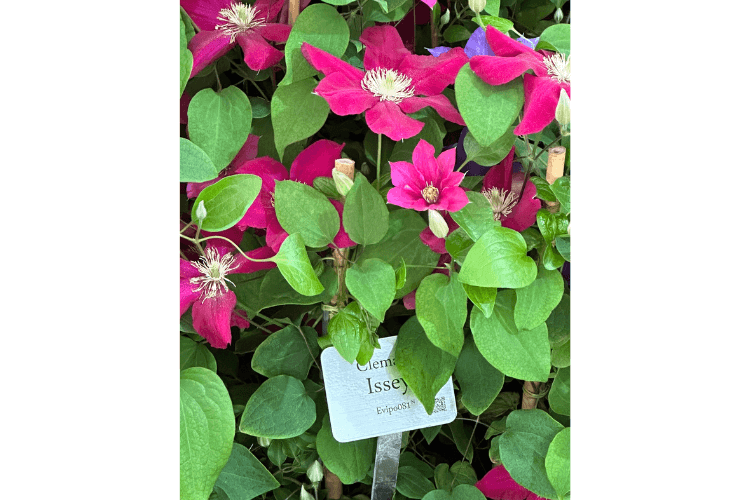 Clematis Issey spring garden inspiration for hedgerows