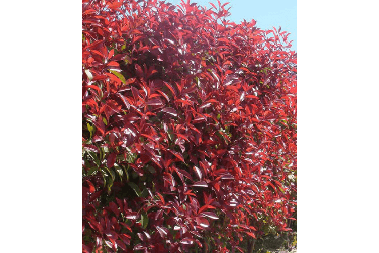 photinia hedge spring garden inspiration for hedgerows