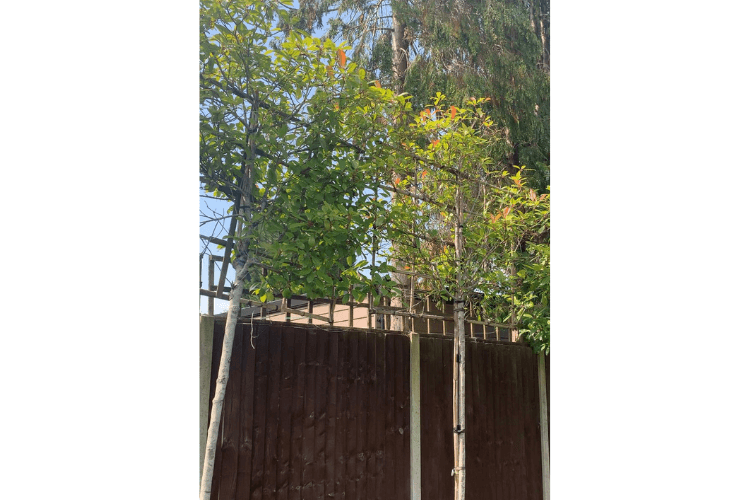 Failing photinia spring garden inspiration for hedgerows
