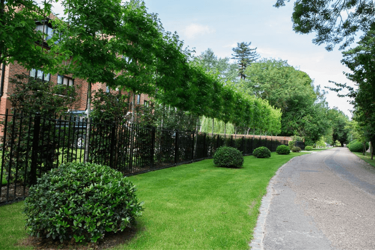 Espaliers spring garden inspiration for hedgerows