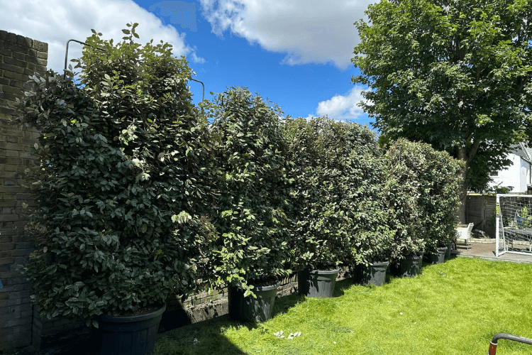 wall covered by hedging spring garden inspiration for hedgerows