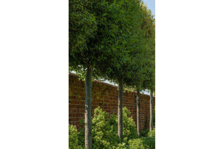 Holm Oak spring garden inspiration for hedgerows