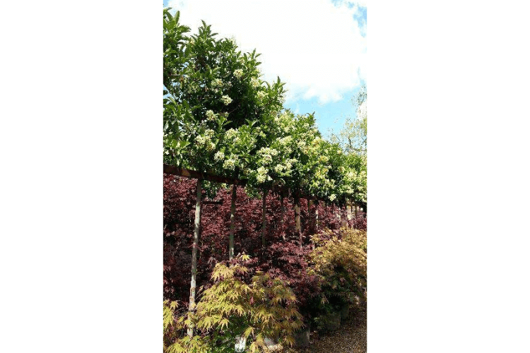 Viburnum Tinus spring garden inspiration for hedgerows