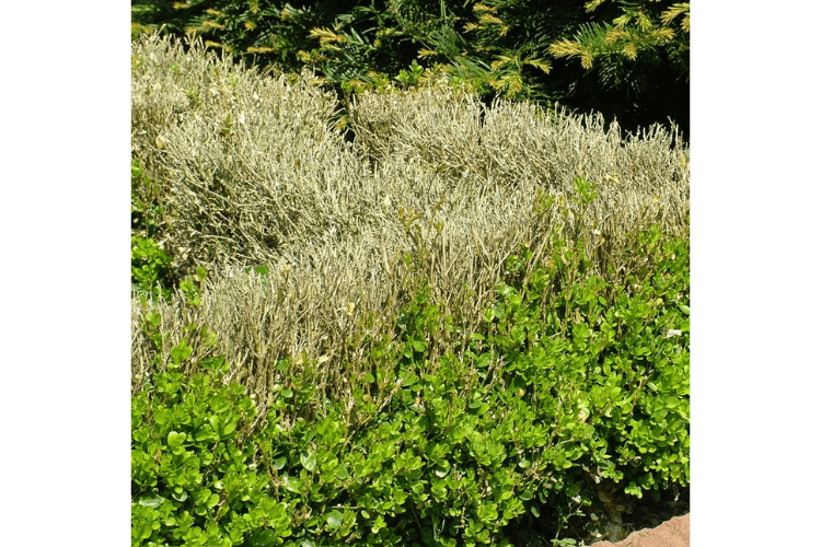 spring garden inspiration for hedgerows