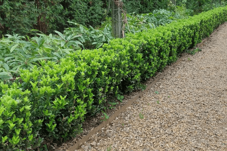 spring garden inspiration for hedgerows