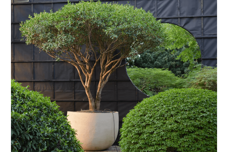 spring garden inspiration for hedgerows