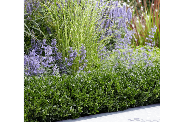 spring garden inspiration for hedgerows