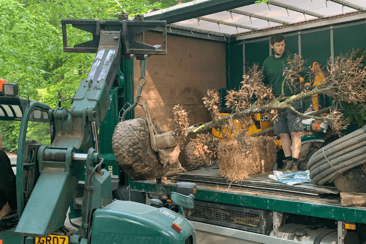 Root Ball Hedging