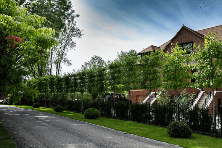rootball hedging