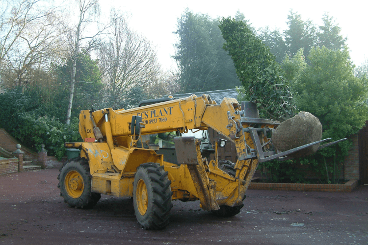 rootball tree being moved